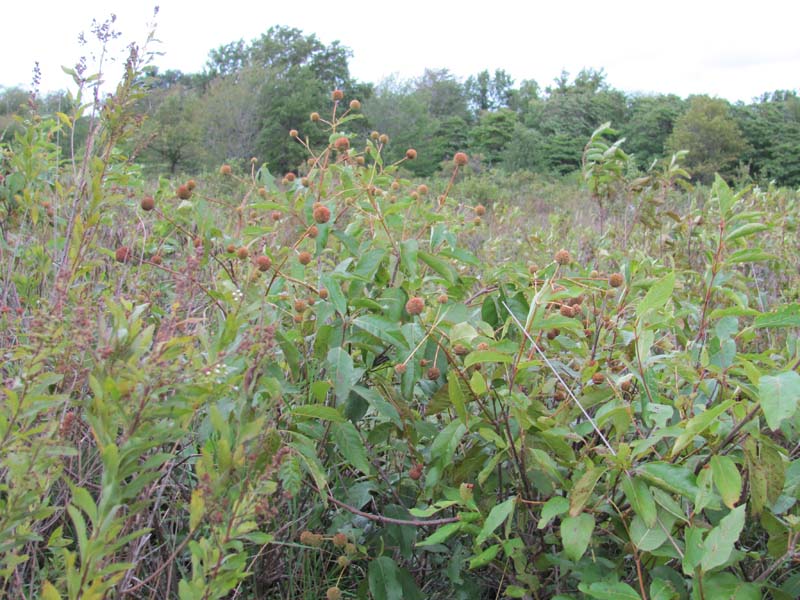 Buttonbush wetland